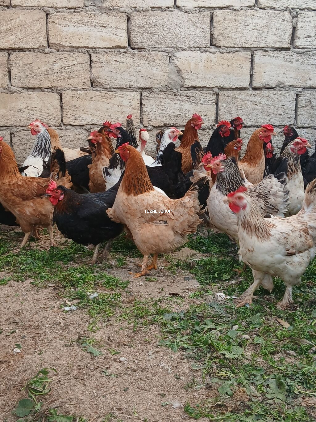 Toyuq, Damazlıq, Ödənişli çatdırılma - şəkil 2