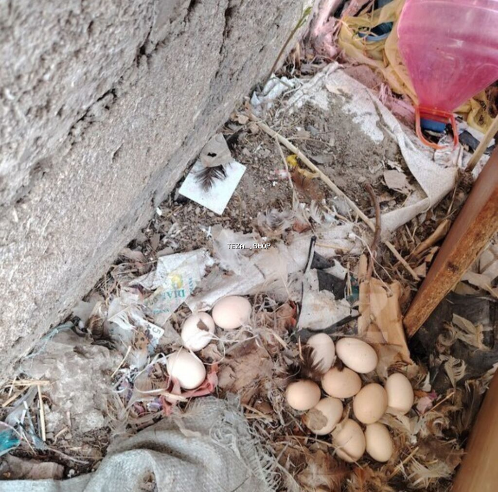 Toyuq, Damazlıq, Ödənişli çatdırılma - şəkil 3