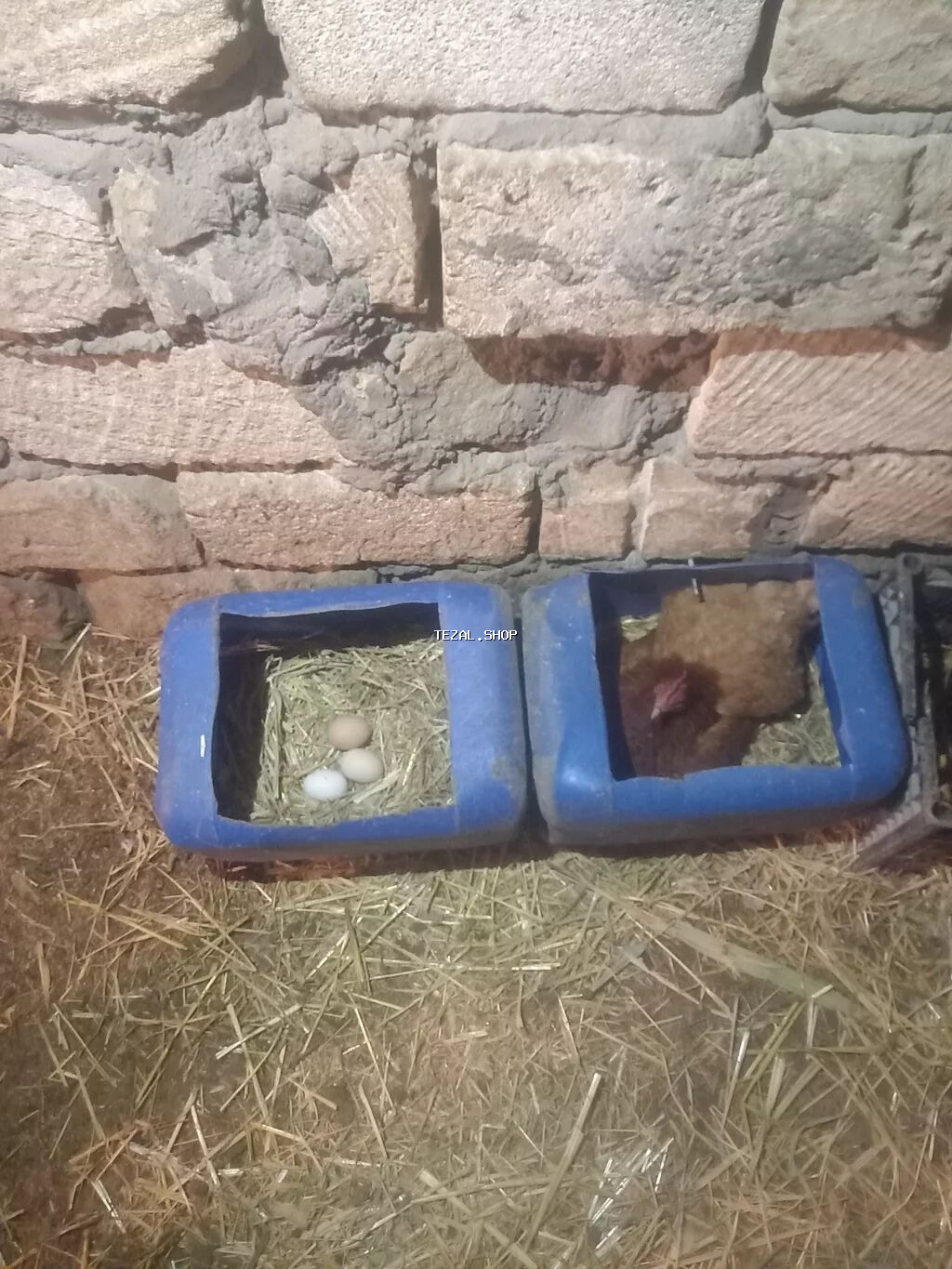 Toyuq, Damazlıq, Ödənişli çatdırılma - şəkil 4