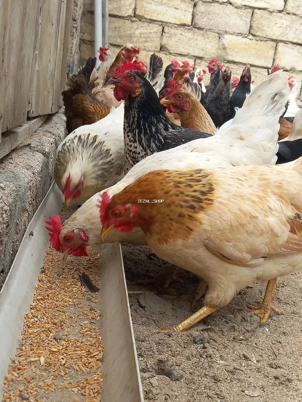 Toyuq, Damazlıq, Ödənişli çatdırılma - şəkil 5