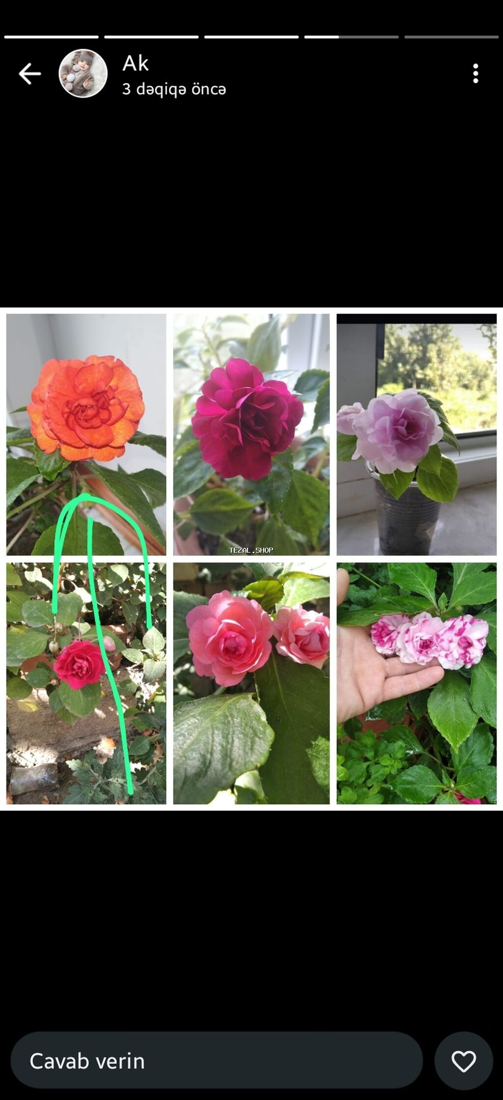 Otaq gülləri – kolleksiya sortları - Impatiens (balsamin) –