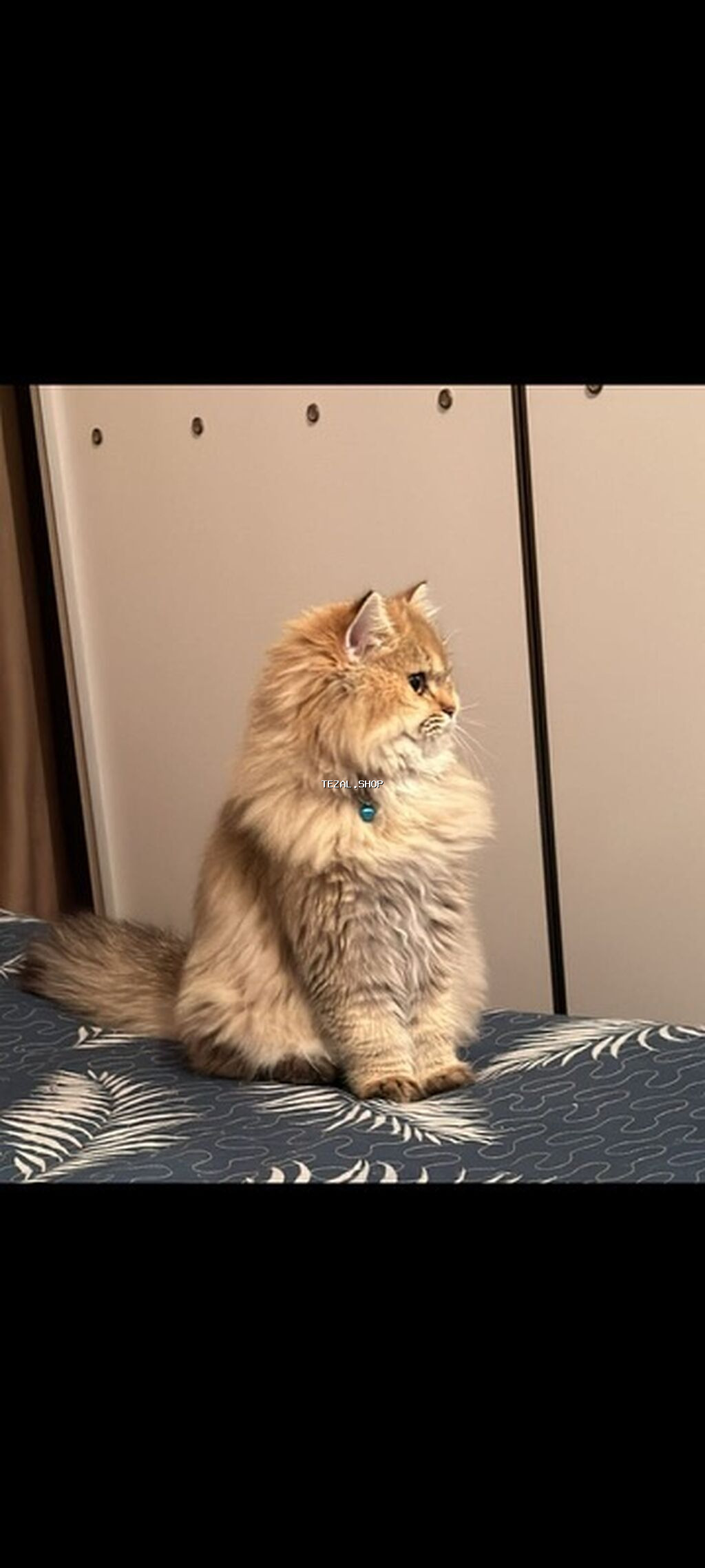 Erkək, Dişi, Yaxşı əllərə, Ünvandan götürmə, Ödənişli çatdırılma