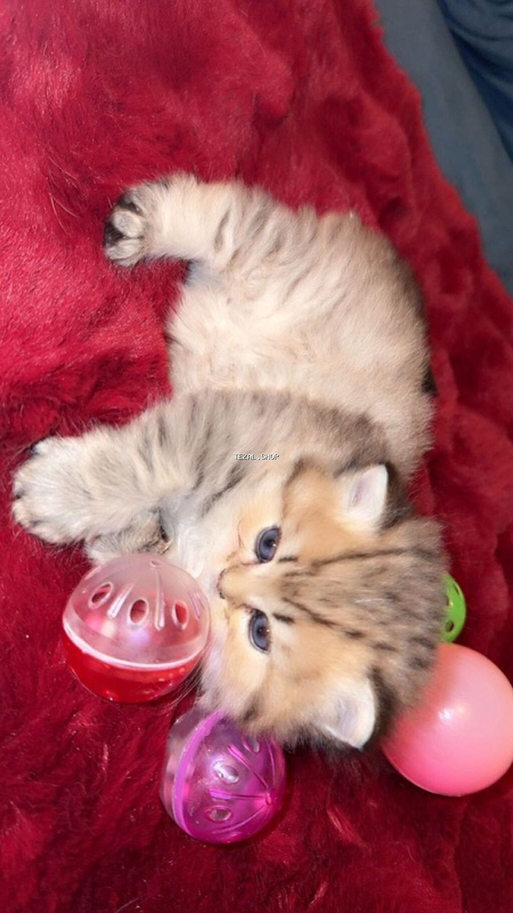 Erkək, Dişi, Yaxşı əllərə, Ünvandan götürmə, Ödənişli çatdırılma - şəkil 2