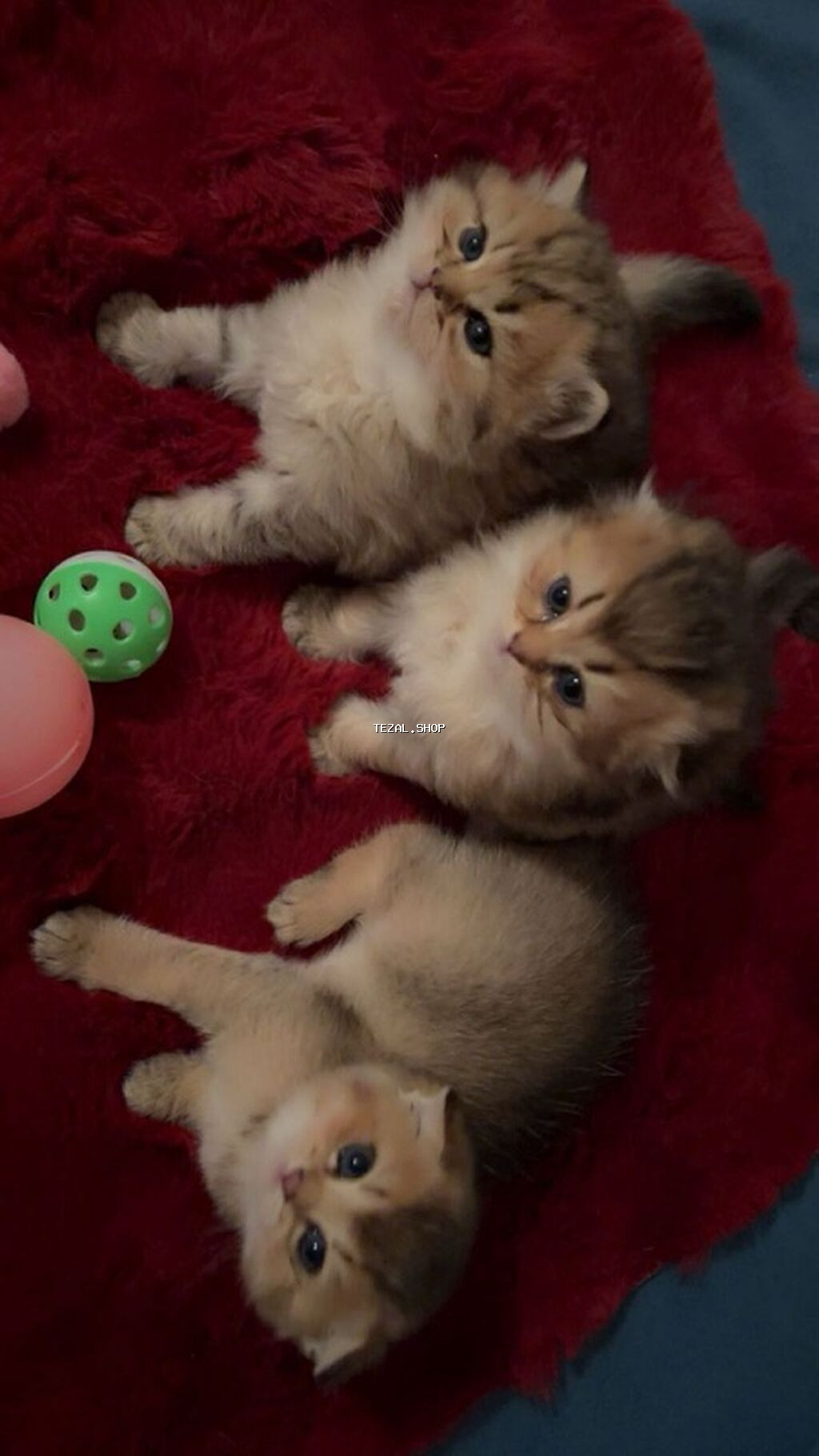 Erkək, Dişi, Yaxşı əllərə, Ünvandan götürmə, Ödənişli çatdırılma - şəkil 4