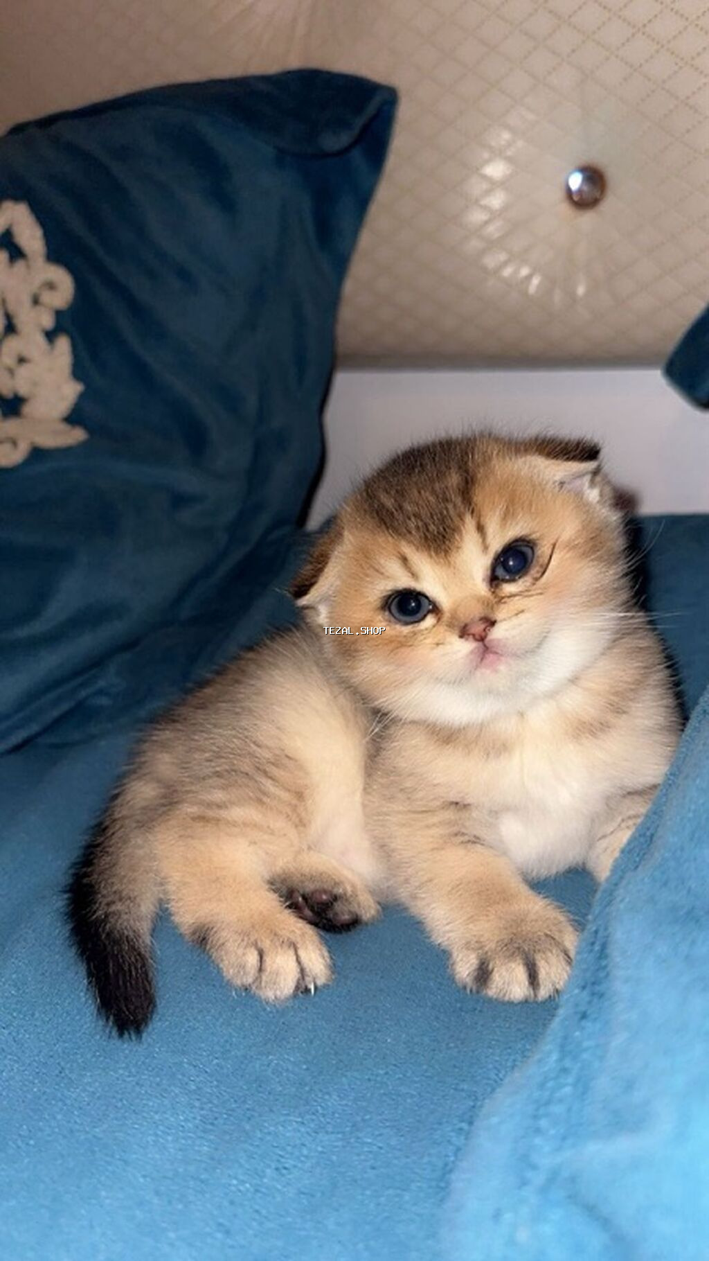 Erkək, Dişi, Yaxşı əllərə, Ünvandan götürmə, Ödənişli çatdırılma - şəkil 5