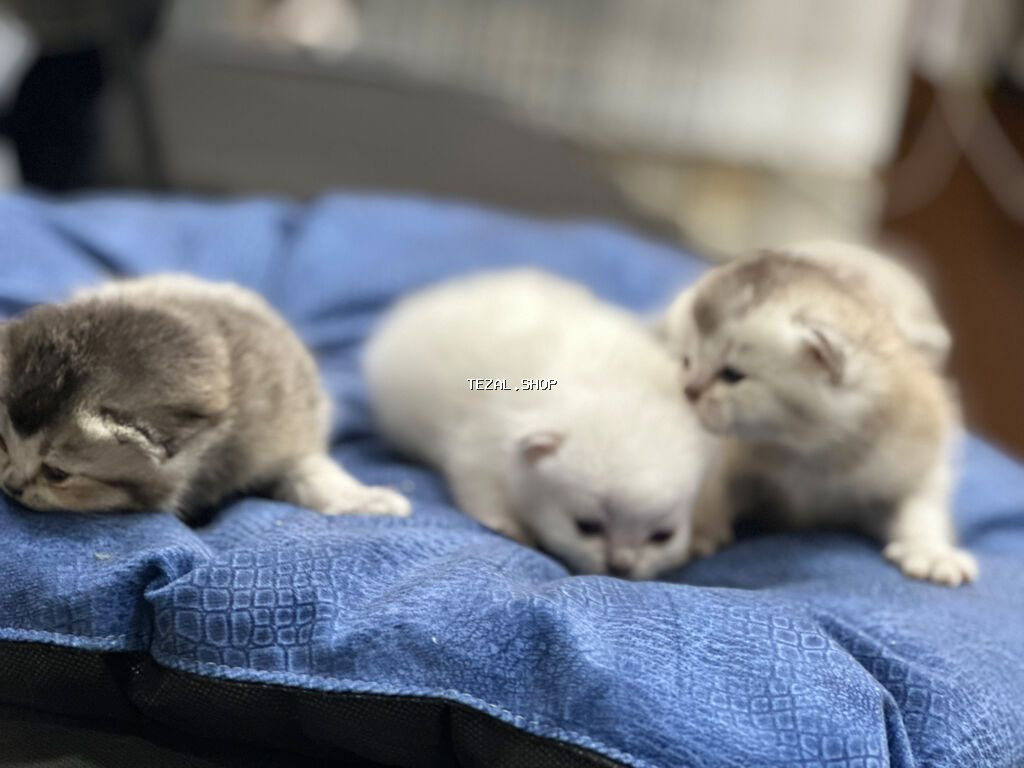 4 ədəd şinşilla və anası satılır… gold olan atalarıdır. Ana və balalar