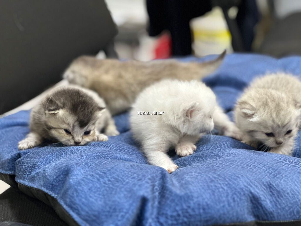 4 ədəd şinşilla və anası satılır… gold olan atalarıdır. Ana və balalar - şəkil 2