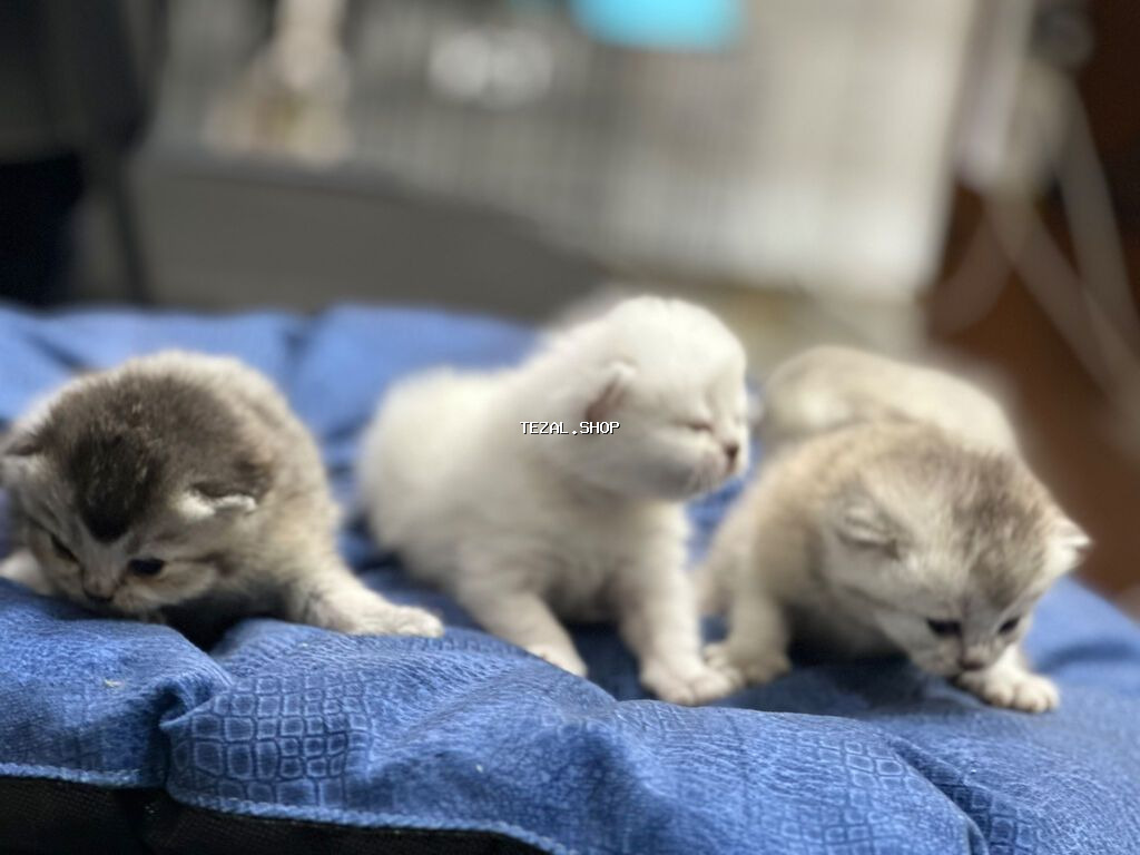 4 ədəd şinşilla və anası satılır… gold olan atalarıdır. Ana və balalar - şəkil 3