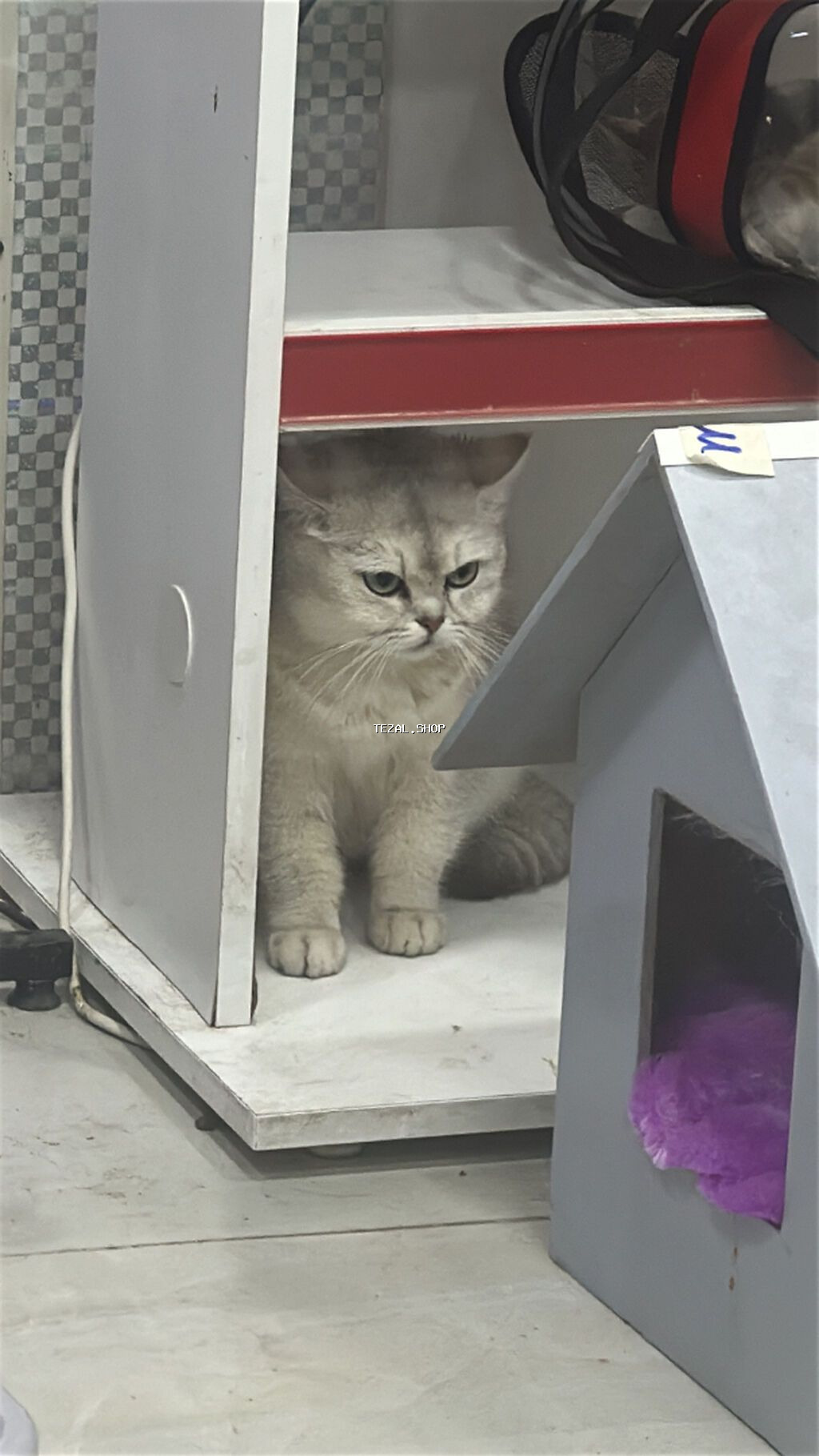 4 ədəd şinşilla və anası satılır… gold olan atalarıdır. Ana və balalar - şəkil 4