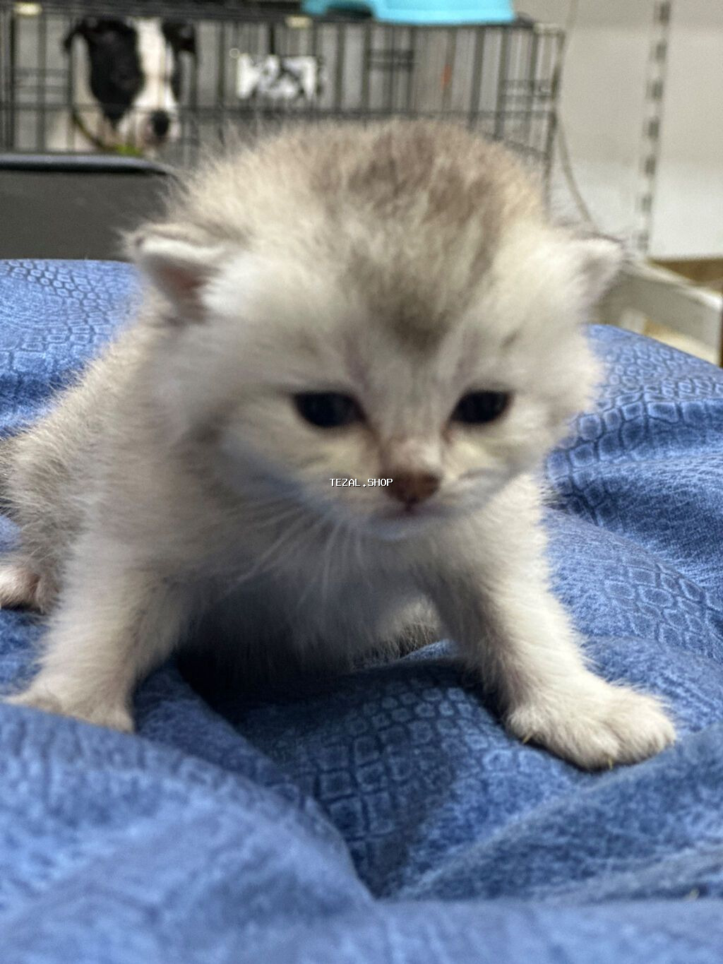 4 ədəd şinşilla və anası satılır… gold olan atalarıdır. Ana və balalar - şəkil 5