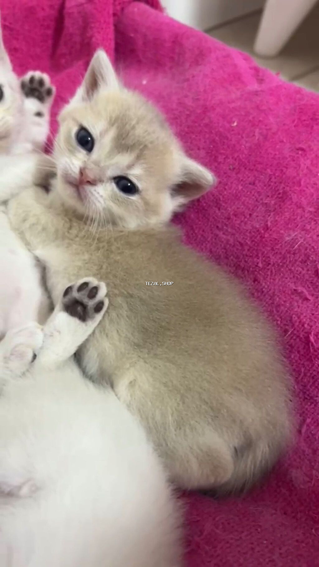 Qızıl şinşilla, Dişi, Yaxşı əllərə, Ünvandan götürmə