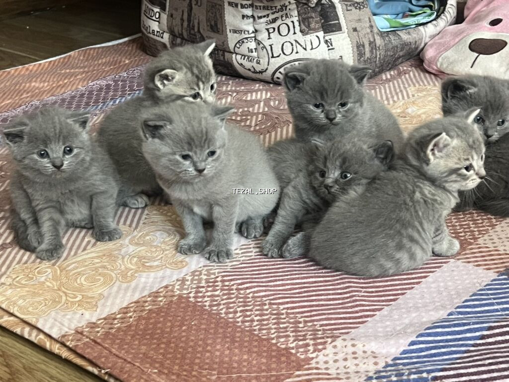 Britan, Erkək, Dişi, Yaxşı əllərə, Ünvandan götürmə