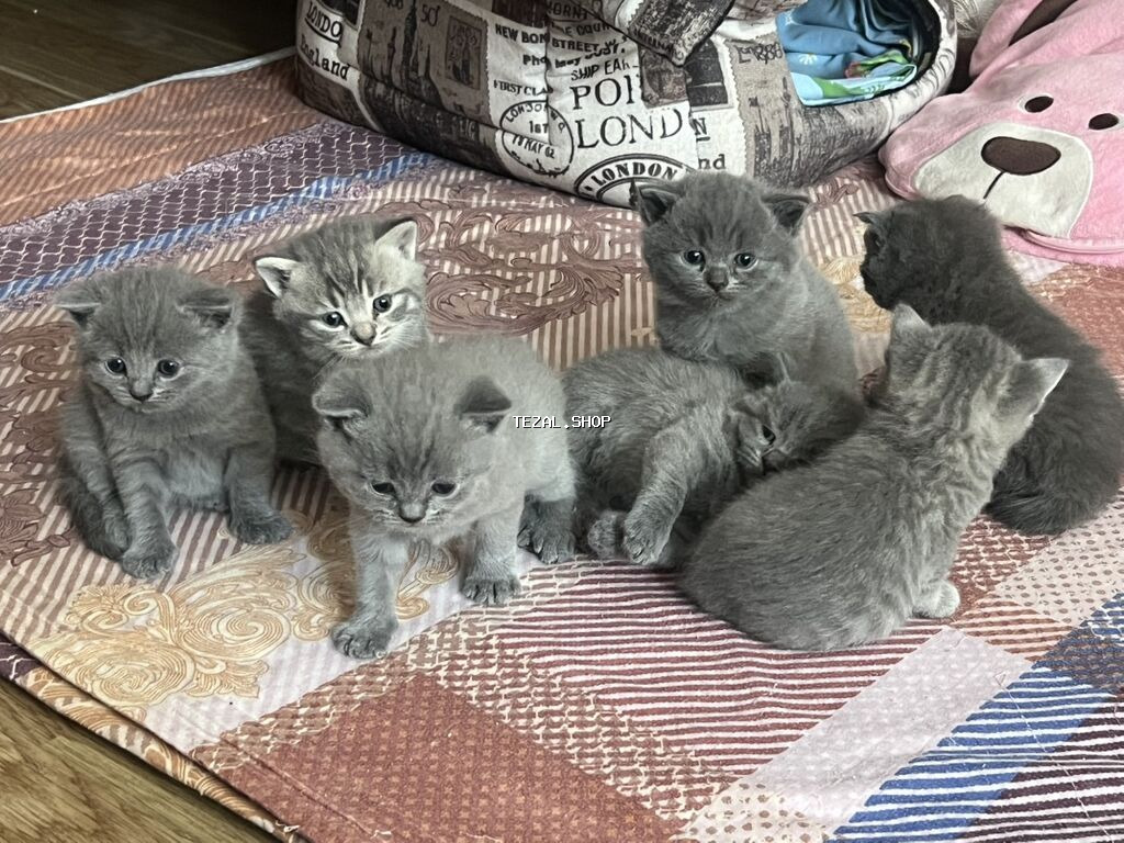 Britan, Erkək, Dişi, Yaxşı əllərə, Ünvandan götürmə - şəkil 2