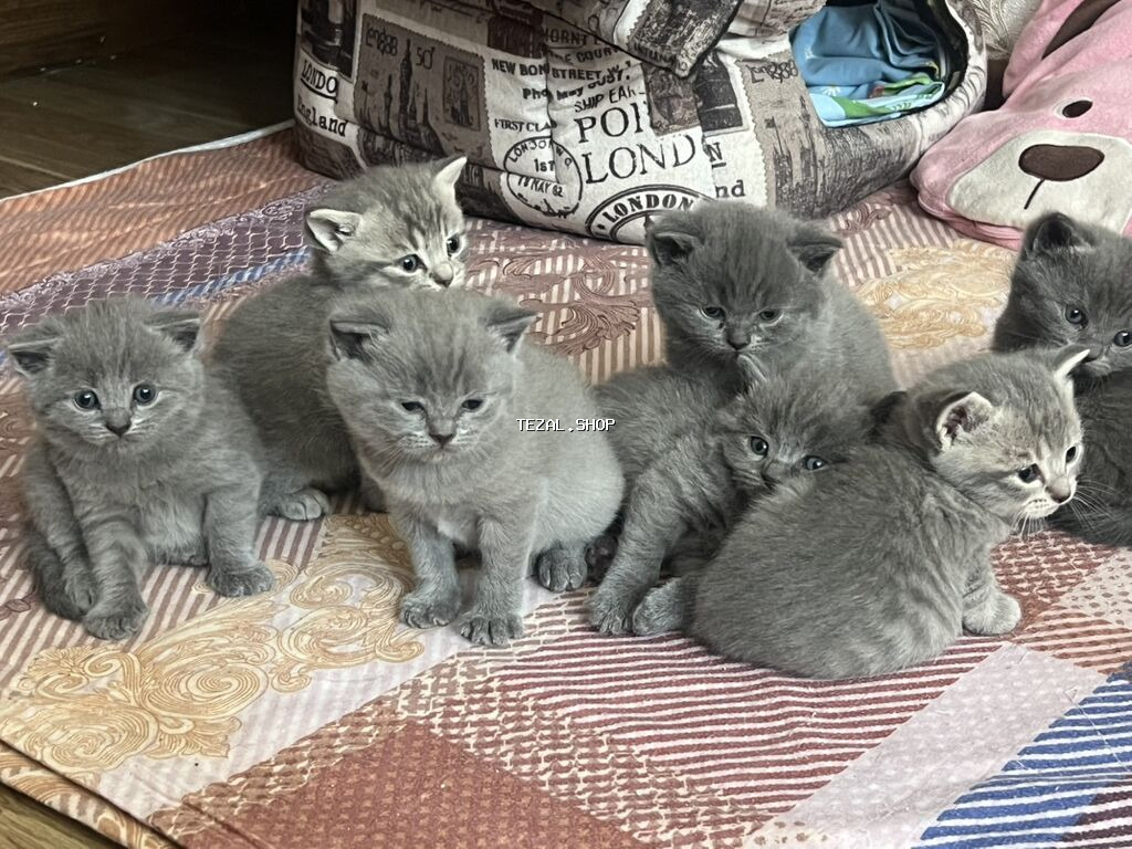 Britan, Erkək, Dişi, Yaxşı əllərə, Ünvandan götürmə - şəkil 4