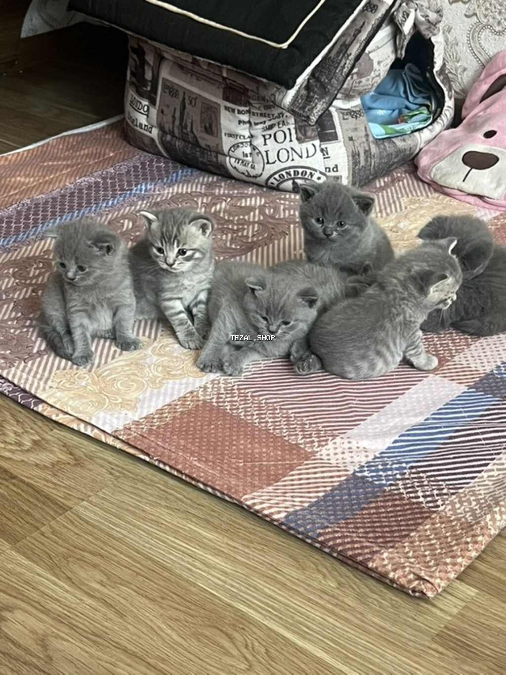 Britan, Erkək, Dişi, Yaxşı əllərə, Ünvandan götürmə - şəkil 5