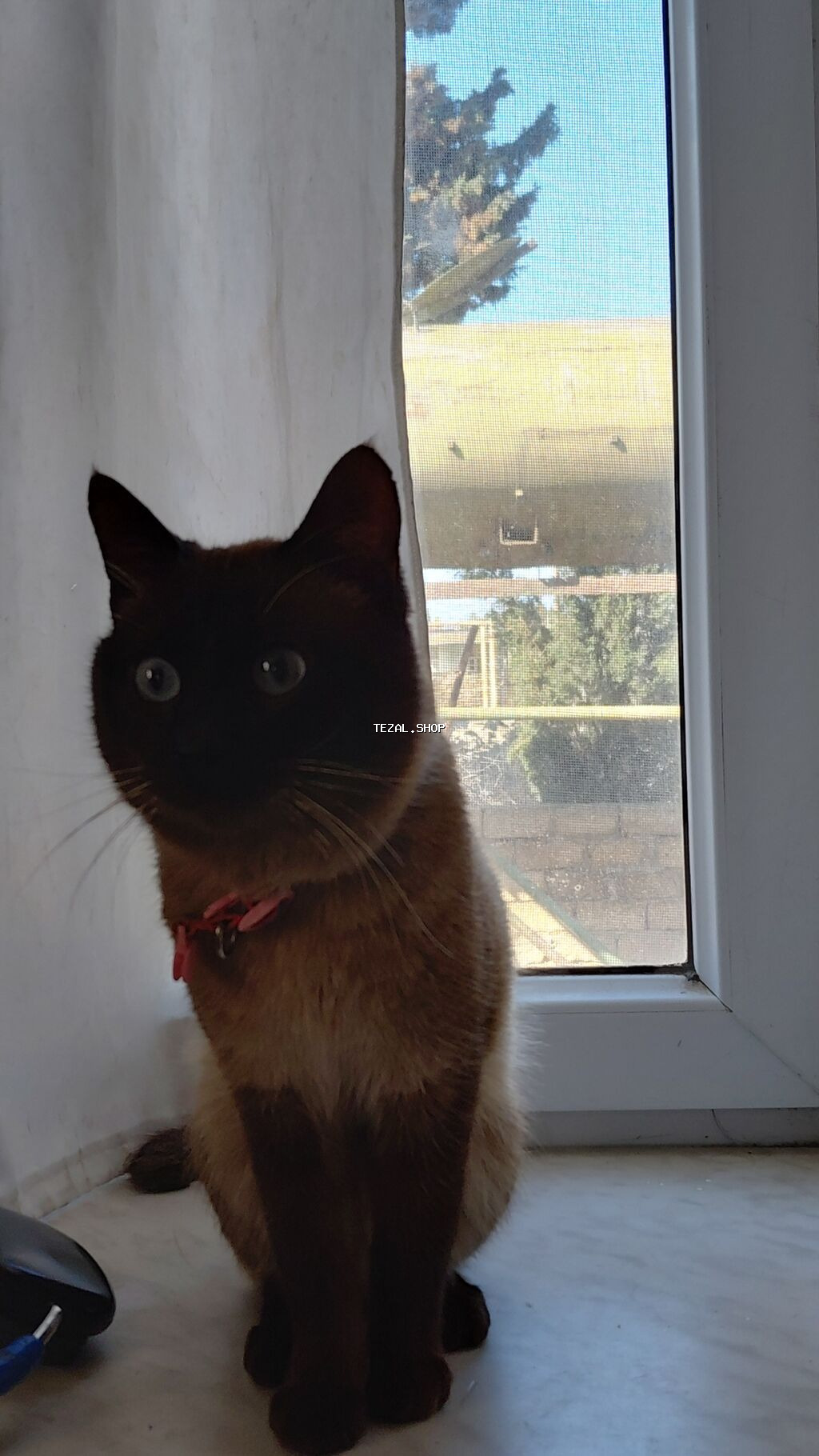 Siam, Erkək - şəkil 2