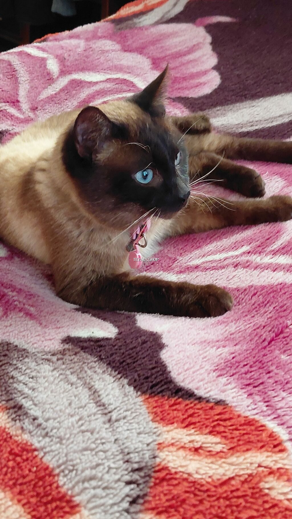 Siam, Erkək - şəkil 3