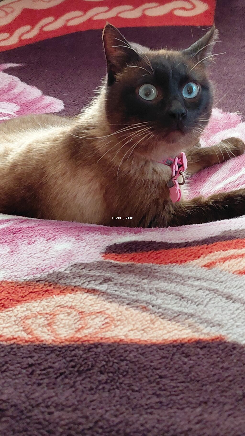 Siam, Erkək - şəkil 4