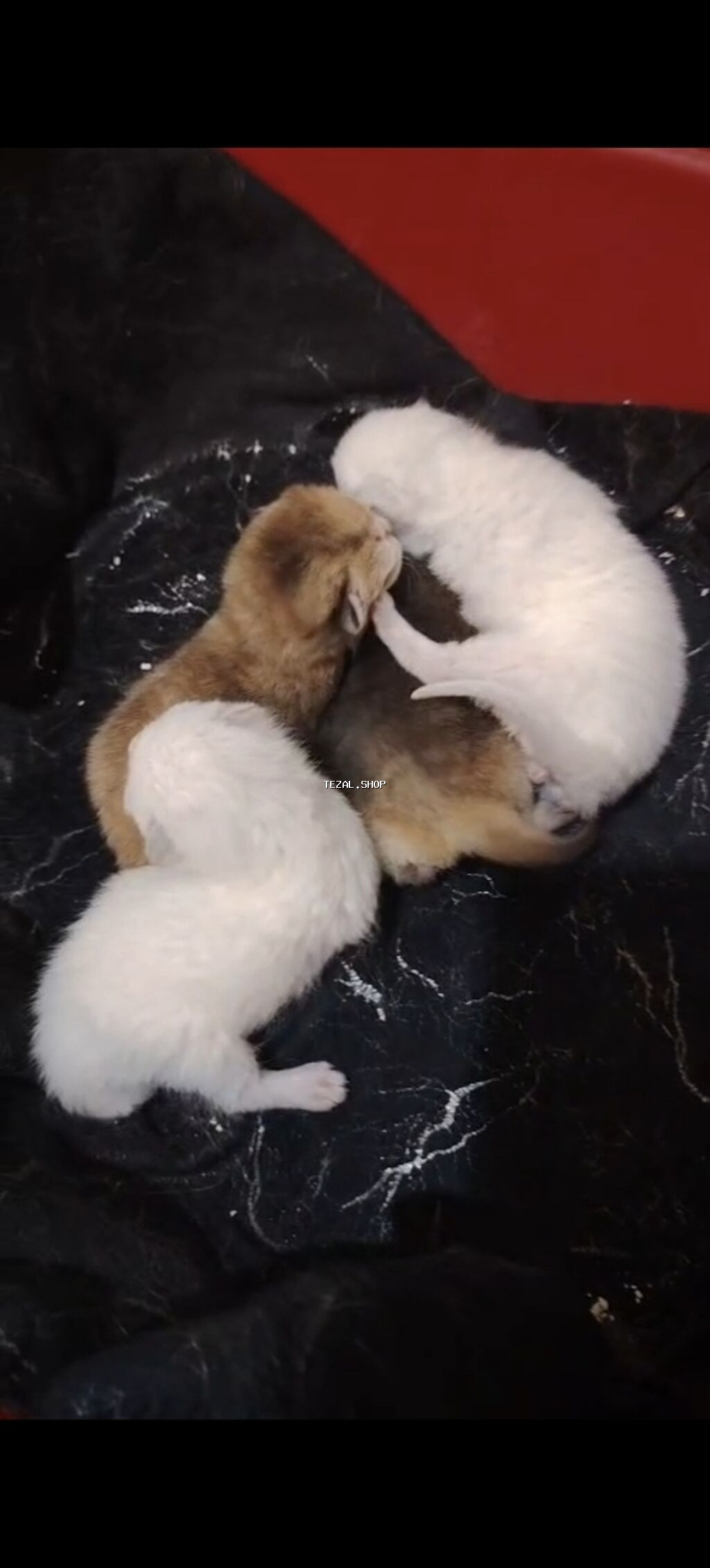 Erkək, Dişi, Yaxşı əllərə