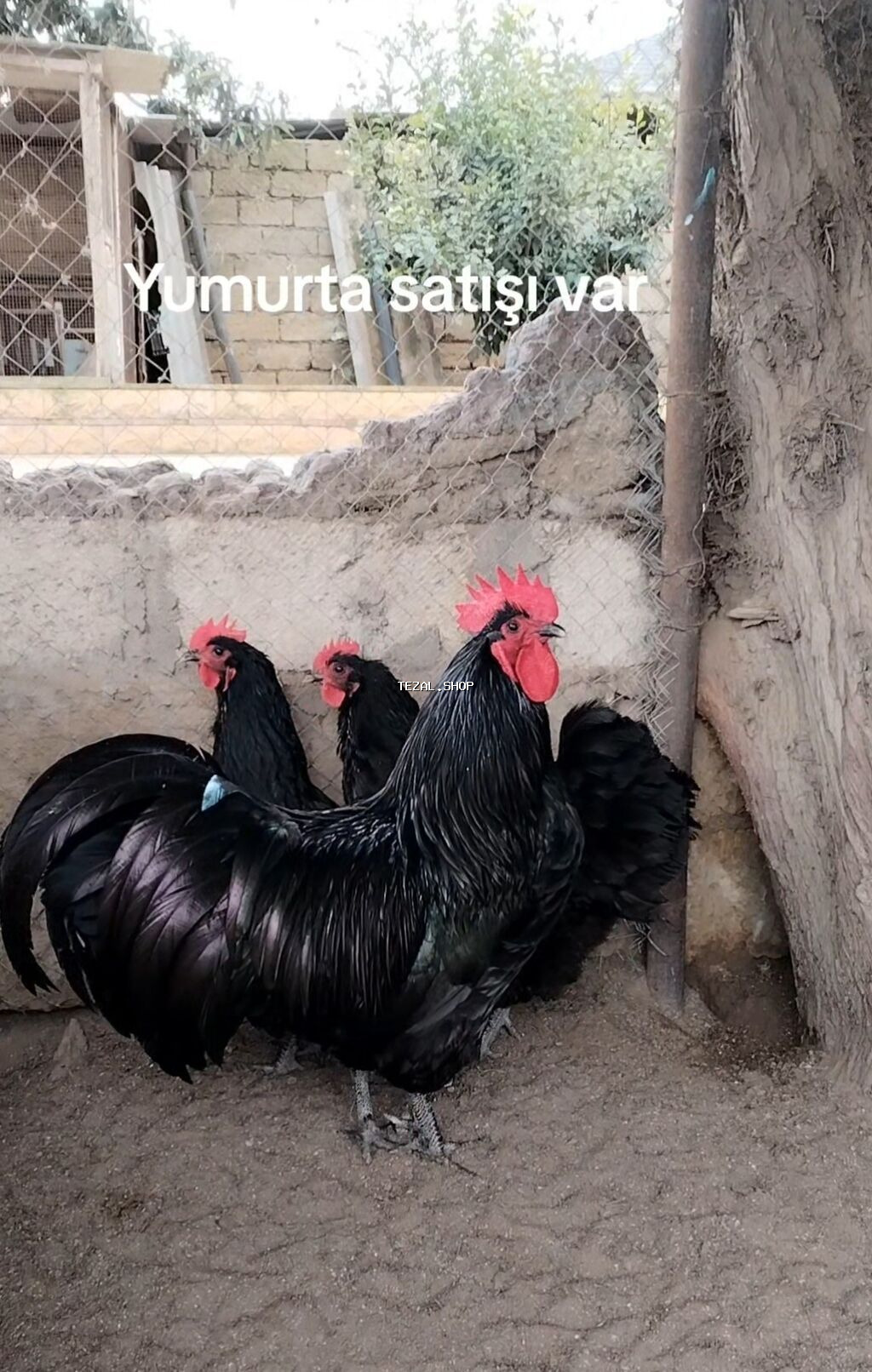 Məhsul: Yumurta satışı Avstralorp yumurtası satılır 2 azn. Yumurtanın