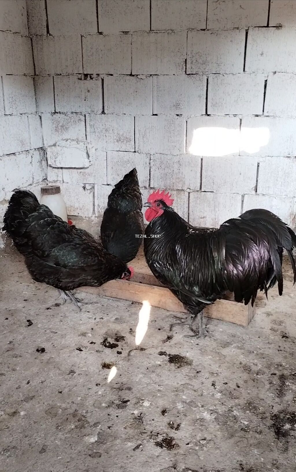 Məhsul: Yumurta satışı Avstralorp yumurtası satılır 2 azn. Yumurtanın - şəkil 2