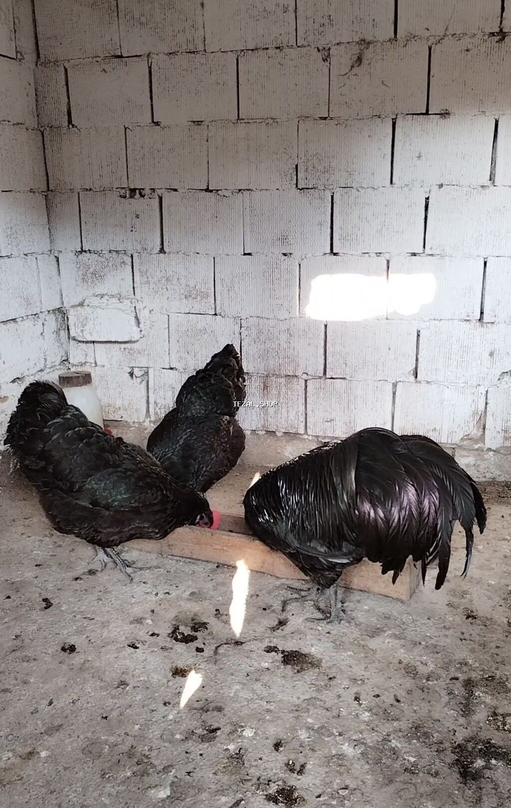 Məhsul: Yumurta satışı Avstralorp yumurtası satılır 2 azn. Yumurtanın - şəkil 3