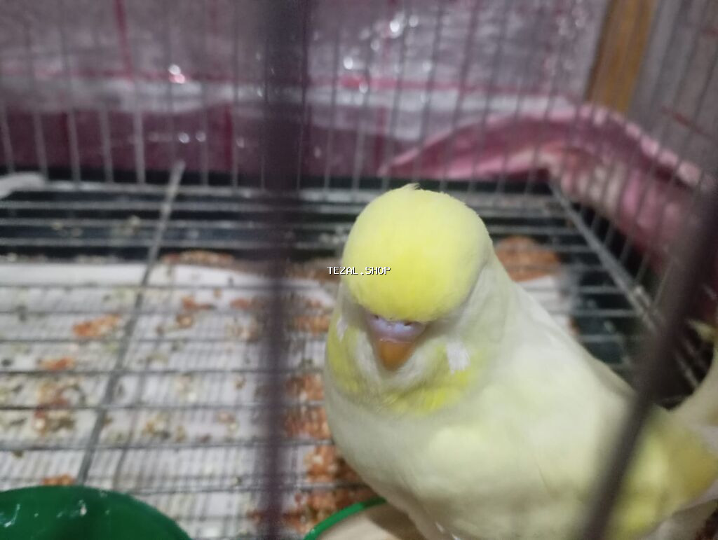 Çex tutuquşu balası satılır öz quşlarımın balasıdır 3 aylıqdır çox