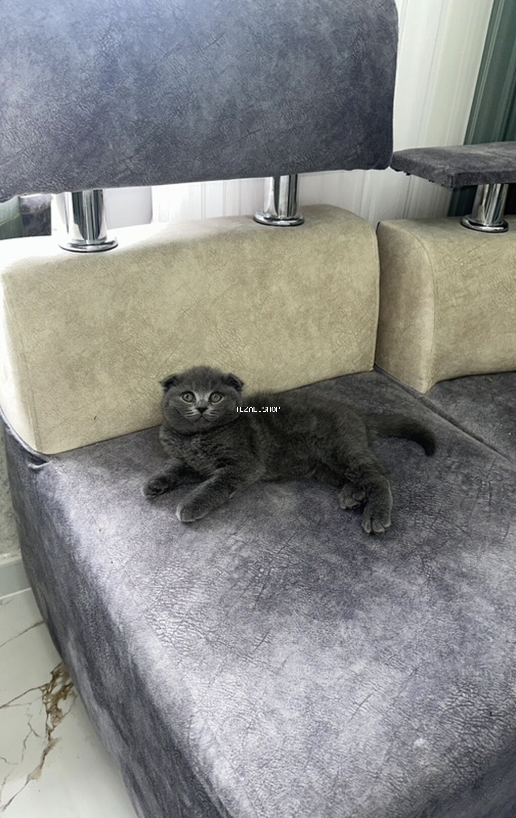 Şotland yastı qulaq, Yaxşı əllərə