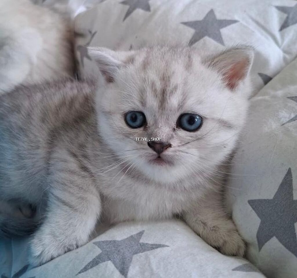 Şinşilla, Erkək, Dişi, Yaxşı əllərə - şəkil 2