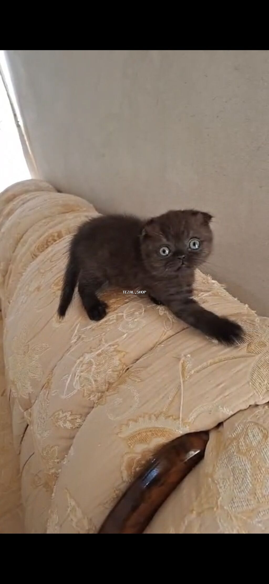 Şinşilla, Erkək, Dişi, Yaxşı əllərə - şəkil 3