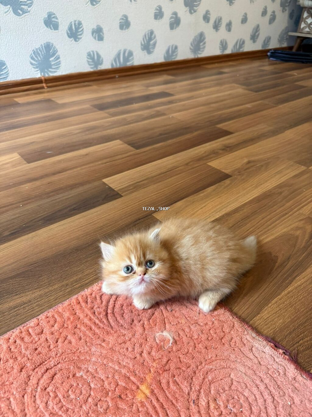 Şinşilla, Erkək, Dişi, Yaxşı əllərə - şəkil 4