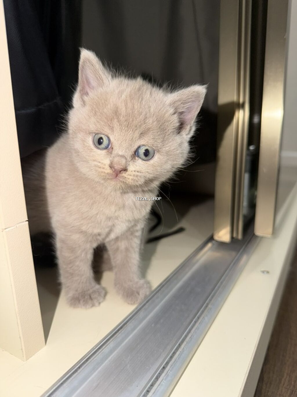 🐾 Şotland (Scottish Fold) balaları satılır 🐾 40 günlük, sağlam və çox