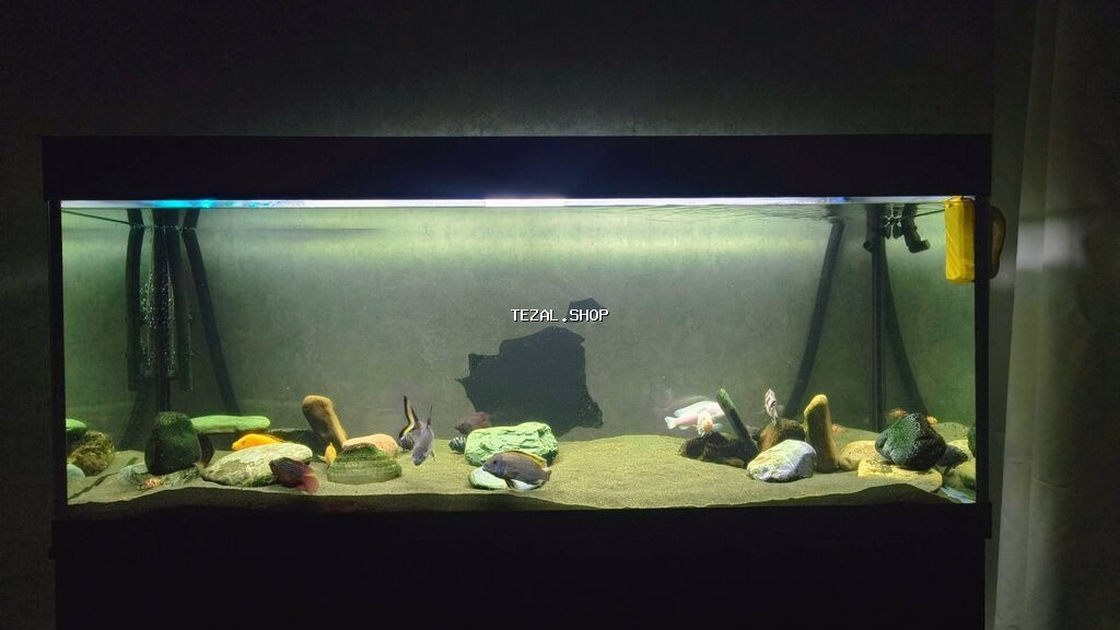 Akvarium-şkaf, Balıqlarla birlikdə, 500 l