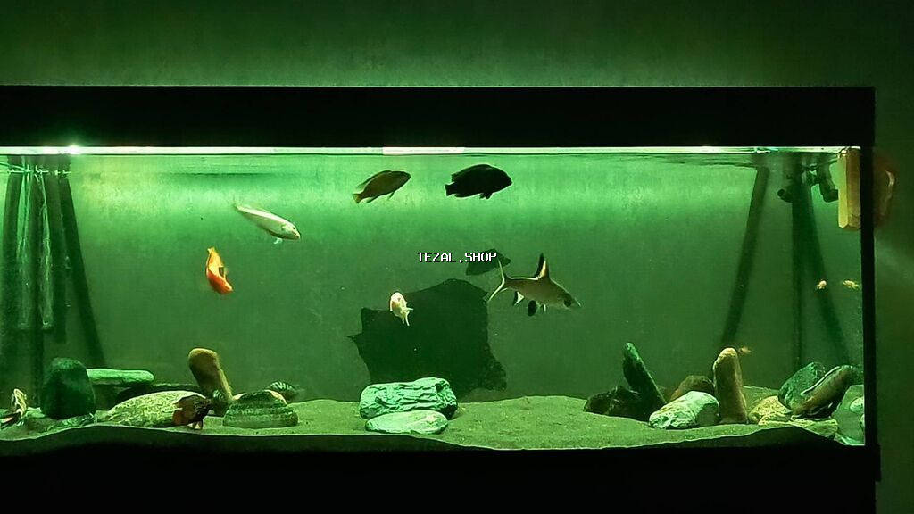 Akvarium-şkaf, Balıqlarla birlikdə, 500 l - şəkil 4