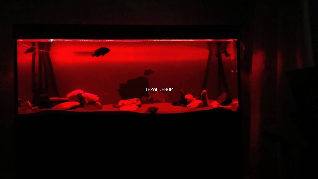 Akvarium-şkaf, Balıqlarla birlikdə, 500 l - şəkil 5