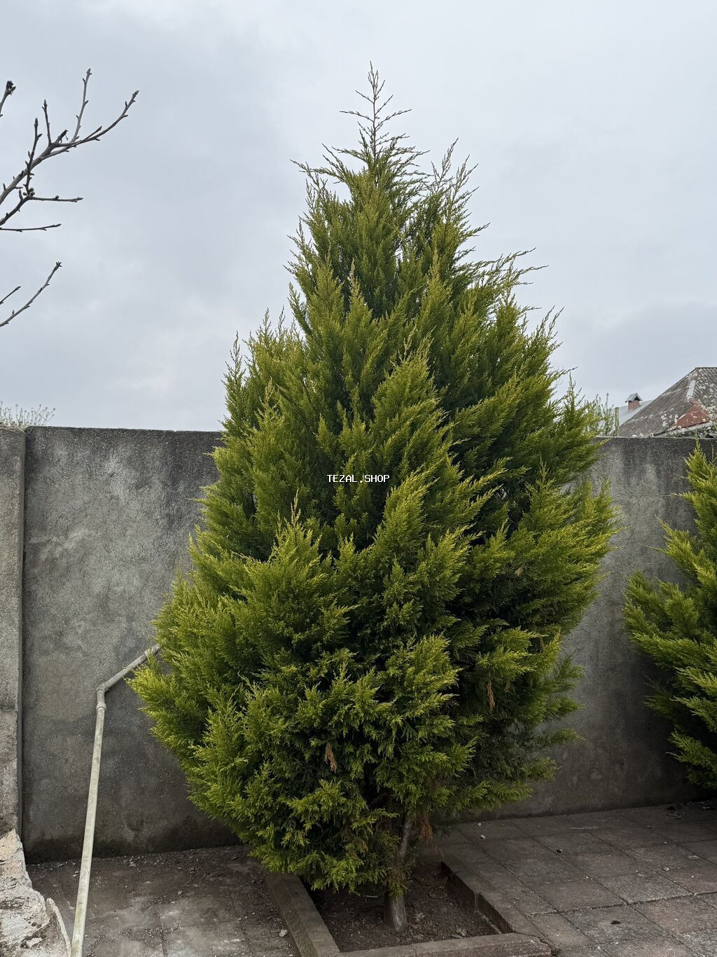 Thuja (Evergreen iynəyarpaq ağac) - Növ: Thuja/ardıc tipli dekorativ