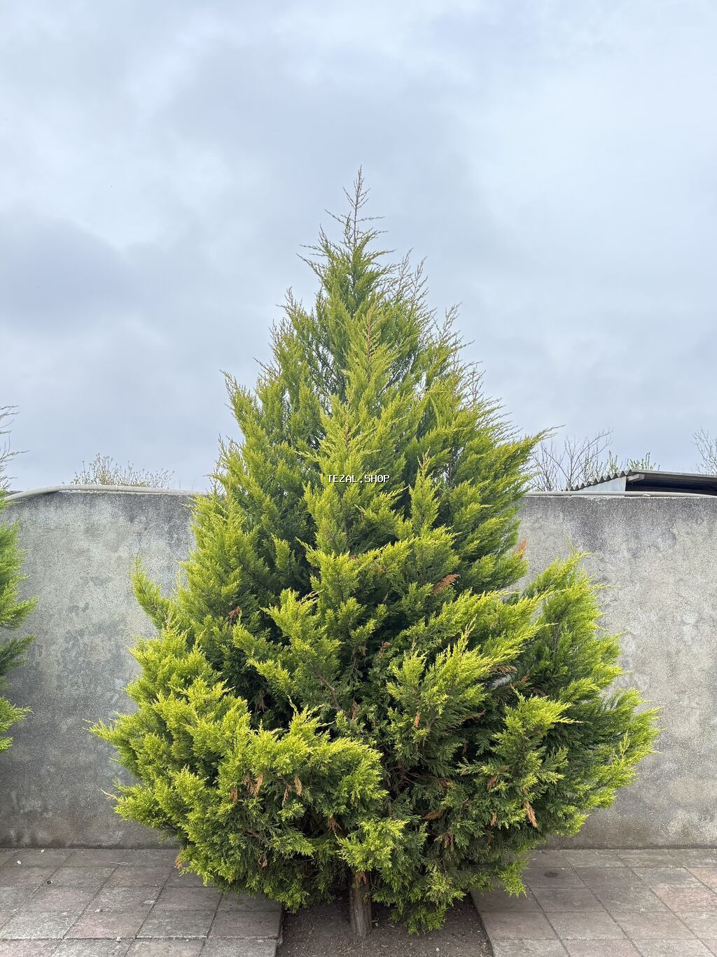 Thuja (Evergreen iynəyarpaq ağac) - Növ: Thuja/ardıc tipli dekorativ - şəkil 2