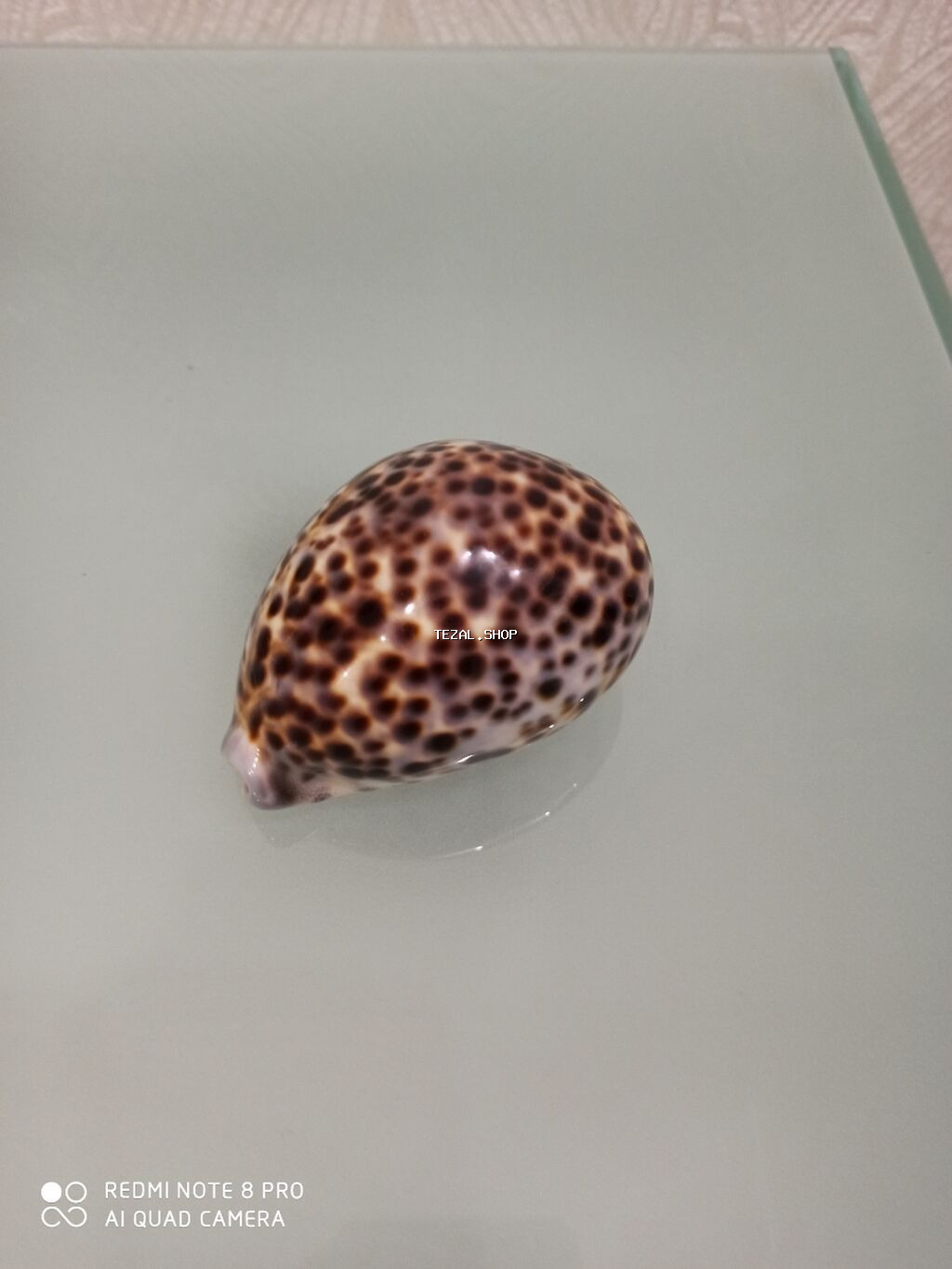 Deniz molyuskasi, natural deniz mehsuludur. Suvenir ve ya hediyye kimi