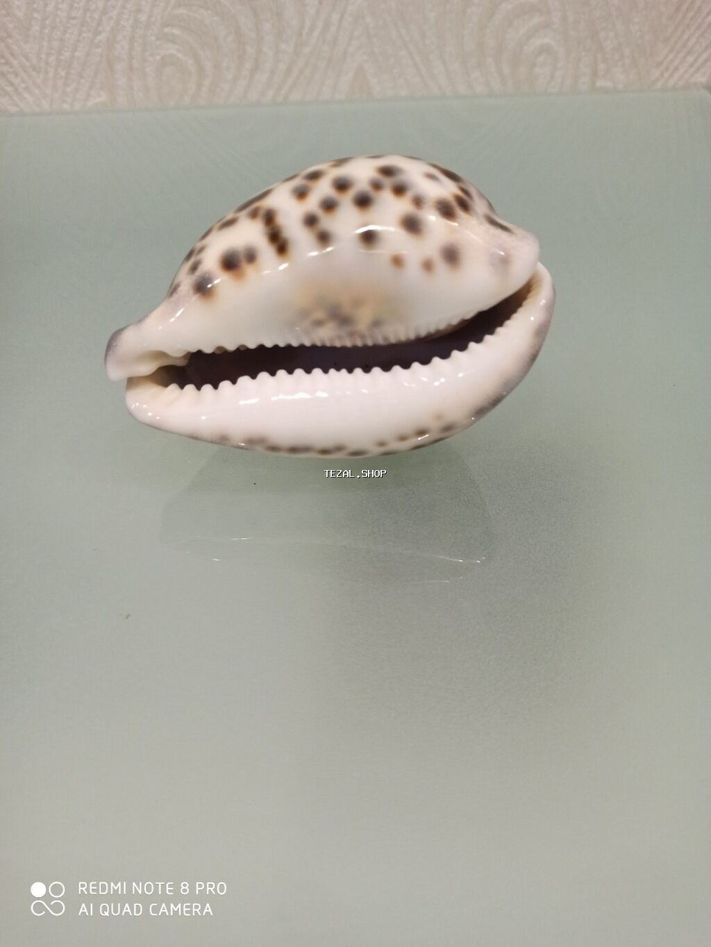 Deniz molyuskasi, natural deniz mehsuludur. Suvenir ve ya hediyye kimi - şəkil 2