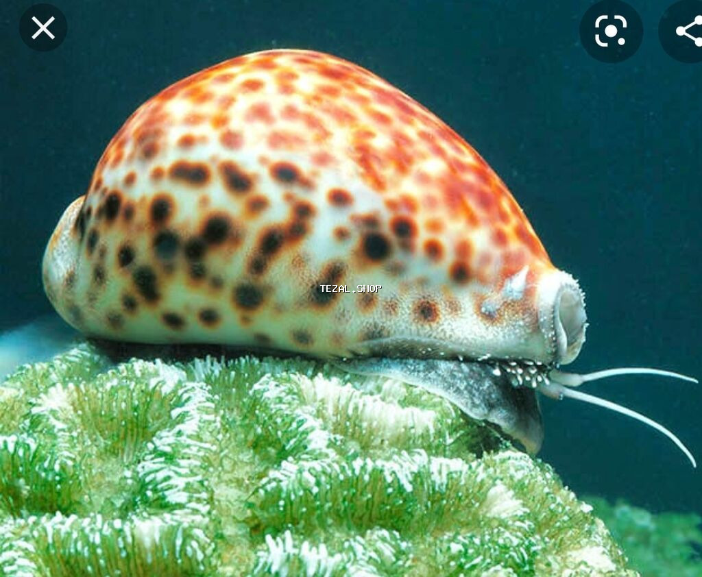 Deniz molyuskasi, natural deniz mehsuludur. Suvenir ve ya hediyye kimi - şəkil 4