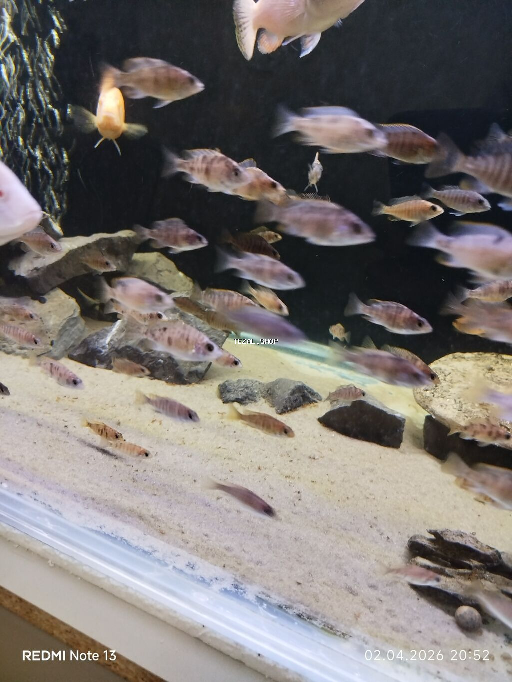 Cixlid balığı - şəkil 3