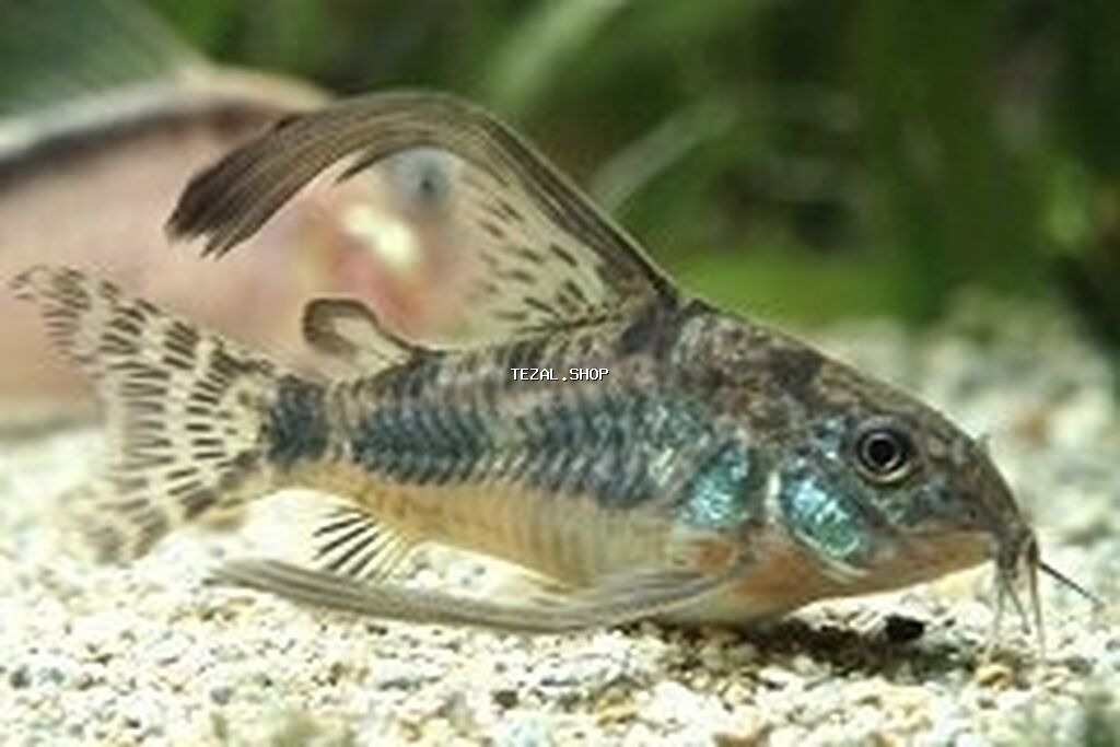 Koridoras balığı, Sülhsevər