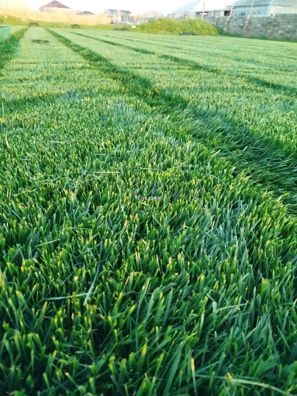 Qazon Sifariş ede bilersiz rayonlara sifariş götürülür