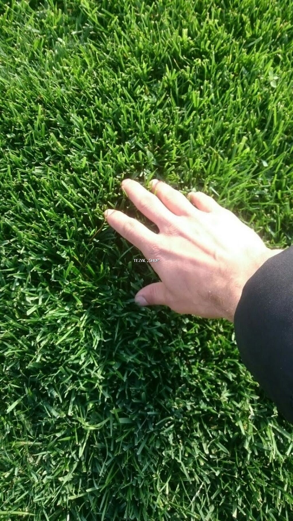 Qazon satılır sıx ve alaqsiz qazonlar olur eni yarpaq danimarka toxumu