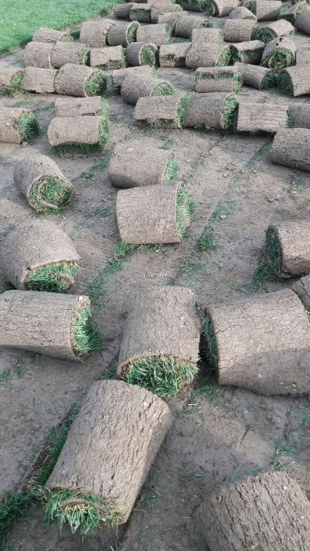 Qazon satılır sıx ve alaqsiz qazonlar olur eni yarpaq danimarka toxumu - şəkil 3