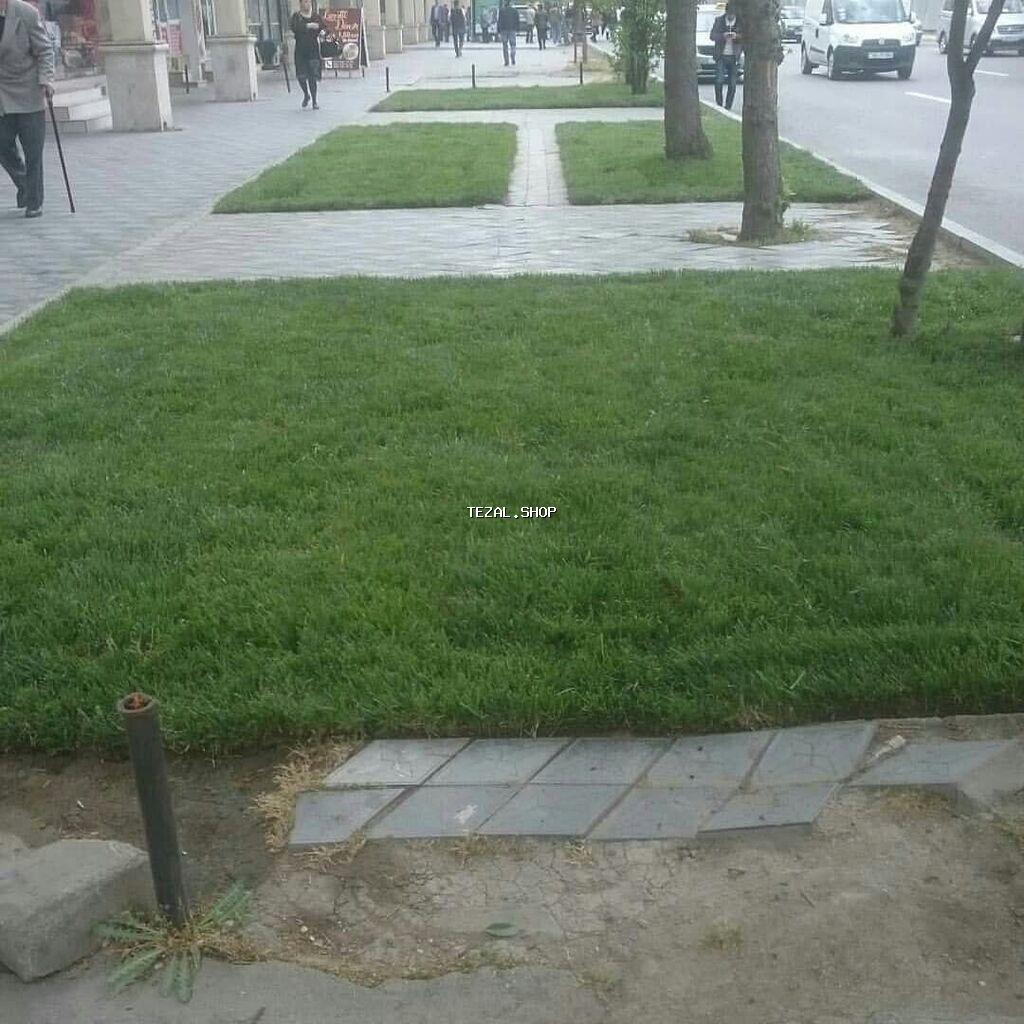 Qazon satılır sıx ve alaqsiz qazonlar olur eni yarpaq danimarka toxumu - şəkil 4