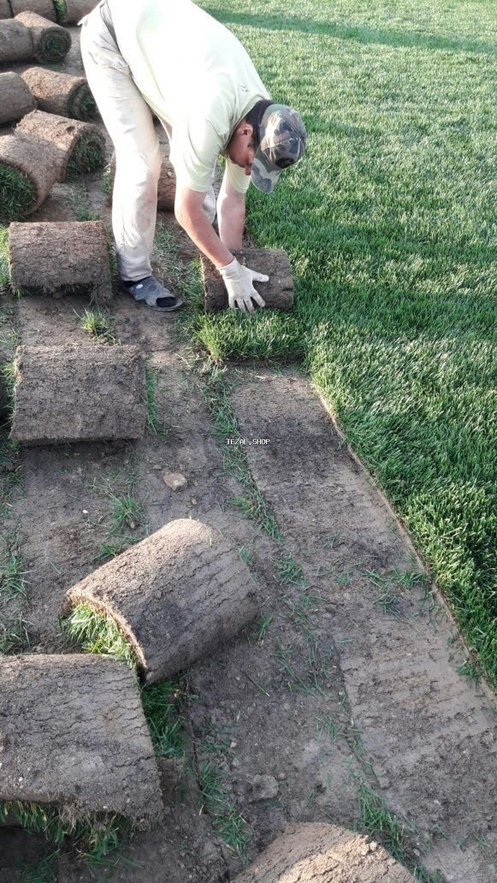Qazon satılır sıx ve alaqsiz qazonlar olur eni yarpaq danimarka toxumu - şəkil 5