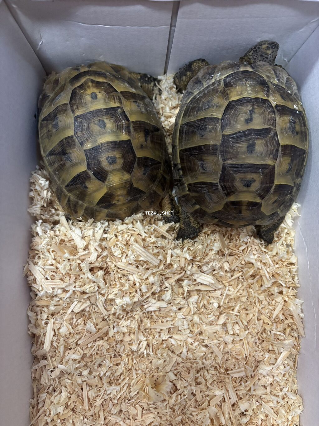 Salam. Cut tısbagalar satılır tam saglam 60 manata alınıb 50 manata