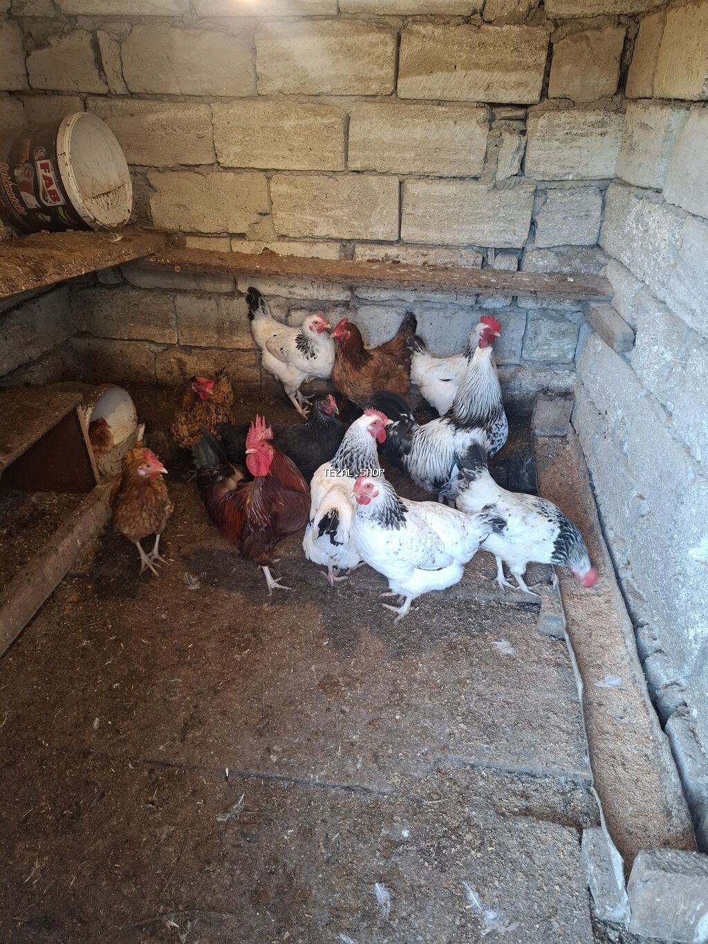 Toyuqlar Sağlam Heyvanlardı 12 Toyuq 2 Xoruz Mərdəkanda