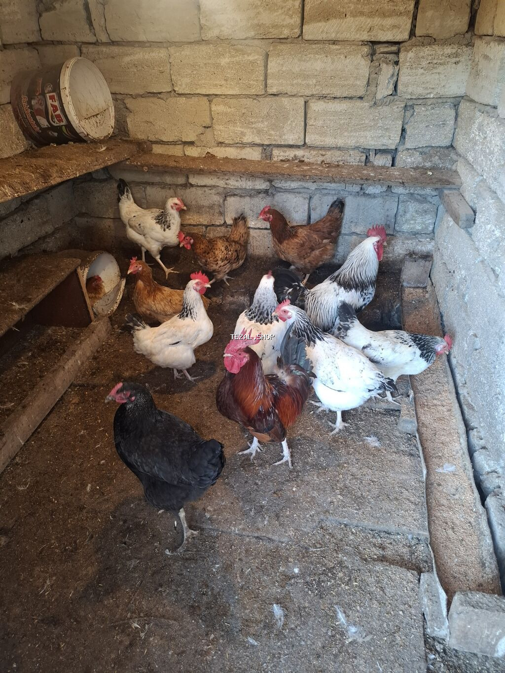 Toyuqlar Sağlam Heyvanlardı 12 Toyuq 2 Xoruz Mərdəkanda - şəkil 2